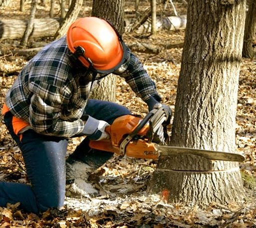Tree Removal in Mount Hamilton, CA